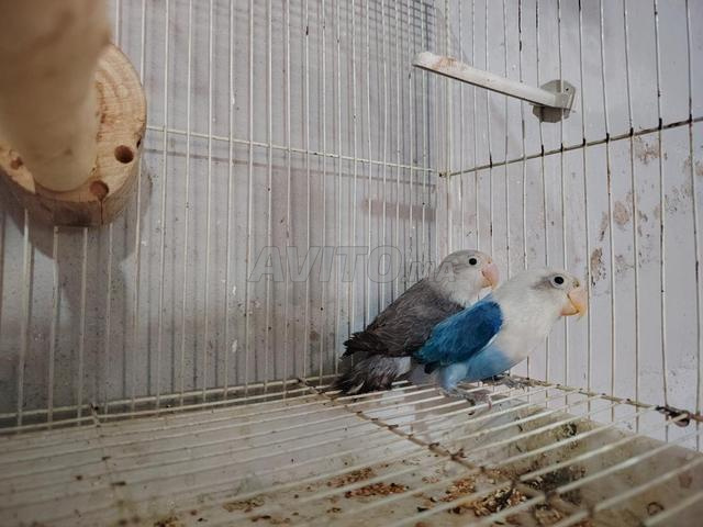 زوجان لا ينفصلان زويجات انسيبرابل - 2