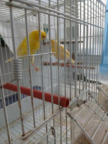 زوج مالينوا جاهز للإنتاج مع قفص للتزاوج