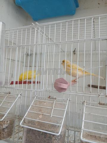 زوج مالينوا جاهز للإنتاج مع قفص للتزاوج - 2