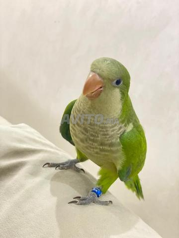 Perroquets - 2