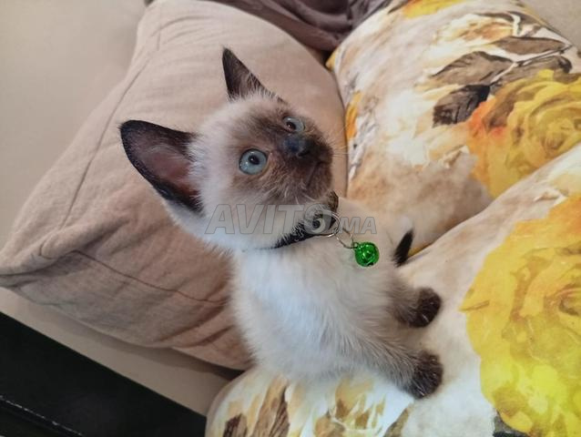 Petit chat siamois - 2