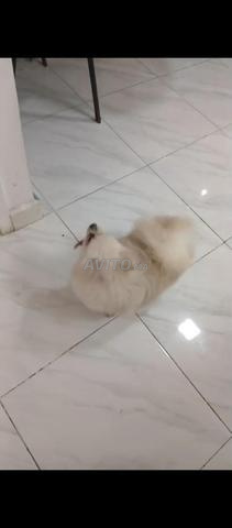 Femelle Spitz Pomeranian pure race - 2