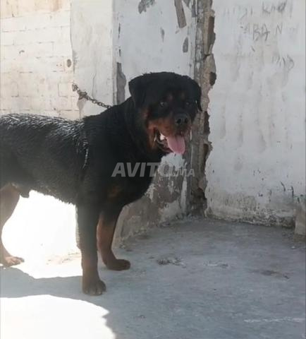 روت وايلر ذكر سوبر سلالة نقية - 2