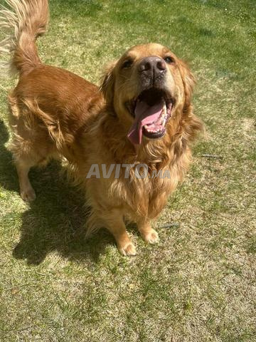 Golden Retriever pure race