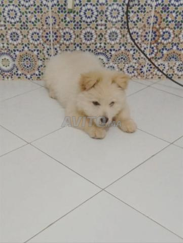 Bichon maltais 4 mois