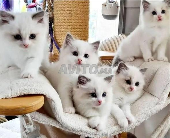 Magnifique bébé chat Persan Chirazi