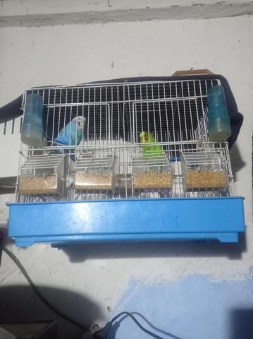 Perruche de mariage avec cage équipée - 2