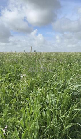 Terrain à vendre 24H (240.000M) - 2