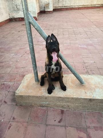 Un Malinois charbonnier - 2