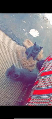 أزرق روسي - 2