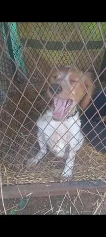 بونتر إسبانيول صيد