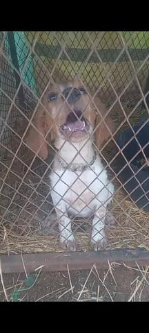 بونتر إسبانيول صيد - 2