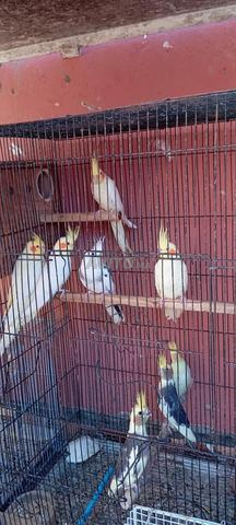 أقفاص و أعشاش و طيور - 2