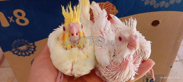 Cages et nichoirs et oiseaux