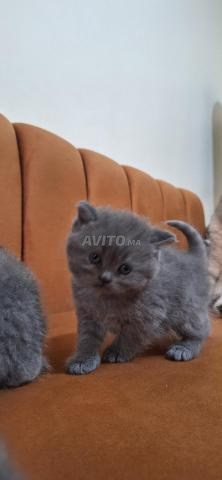 British Shorthair pure race - 2