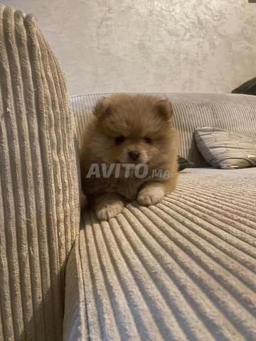 أنثى سبيتز قزم - 2