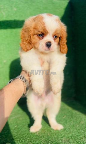 كافاليير كينغ تشارلز - 2