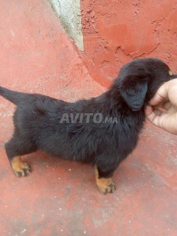 Rottweiler Allemand - 2