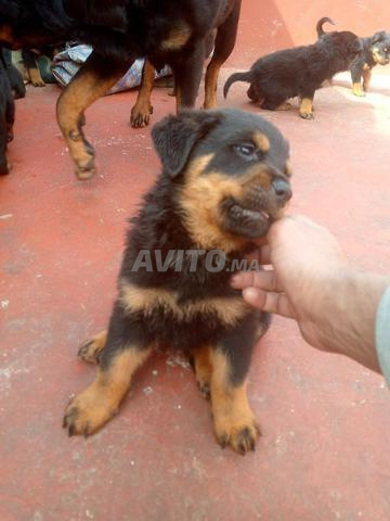 Chiot Rottweiler Allemand - 2