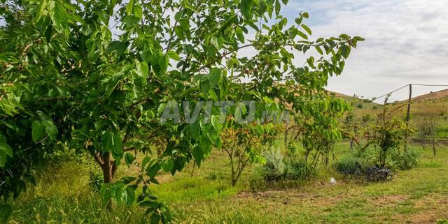 مزرعة مسجلة للبيع في سهول (قرب الرباط سلا) - 2