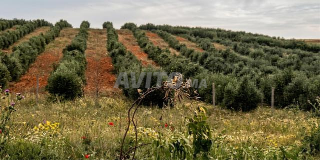 Fermes titrées à vendre à Sehoul (env. Rabat Salé)
