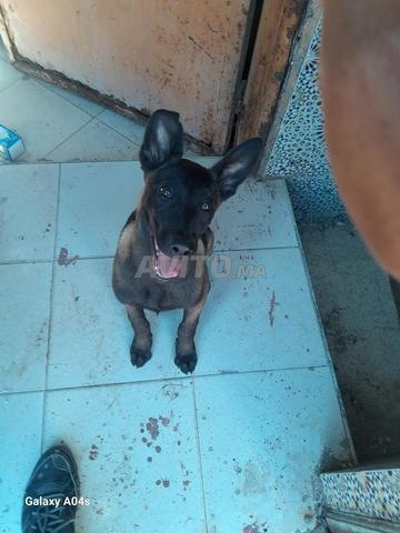 Malinois masque noir femelle - 2