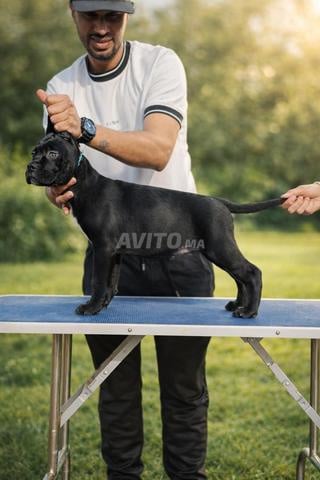 Chiot cane corso pedigree - 2
