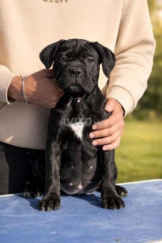 Chiot cane corso pedigree