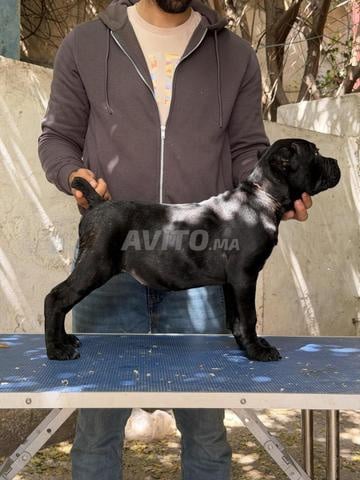 Chiot cane corso pedigree