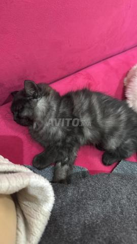 British Longhair Mâle et femelle - 2