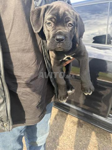 Chiot Cane Corso lignée des champions
