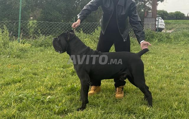 Chiot Cane Corso lignée des champions