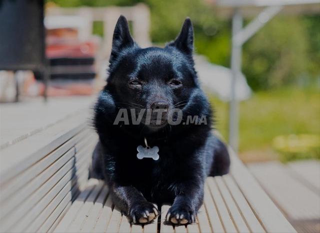 Schipperke chihuahua 4 mois - 2