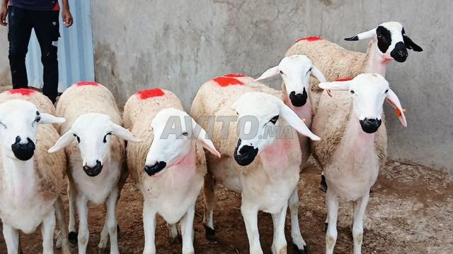 30 نعجة سَرْدِيّة جيدة، معها فحل ملكي