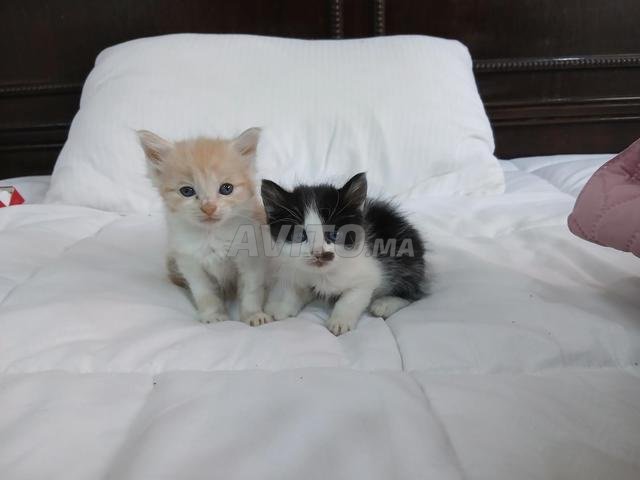 Chatons donnés - 2