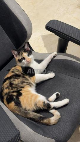Chatte de 7 mois à adopter