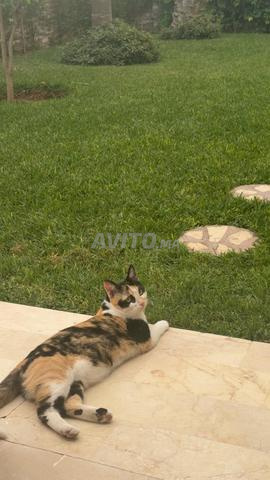 Chatte de 7 mois à adopter - 2