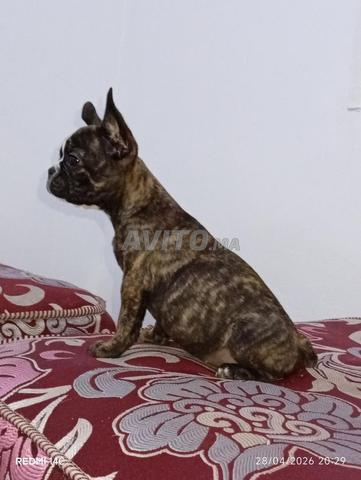Bouledogue français - 2