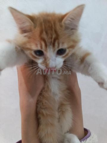 Chat orange - 2