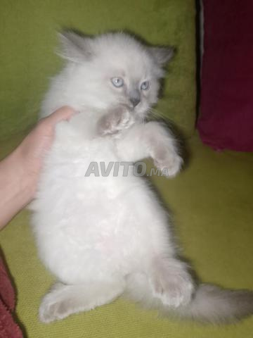 Himalayen