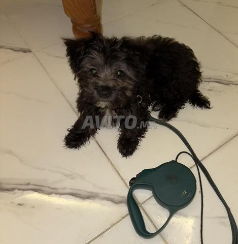 Belle petite femelle chiot à vendre - 2