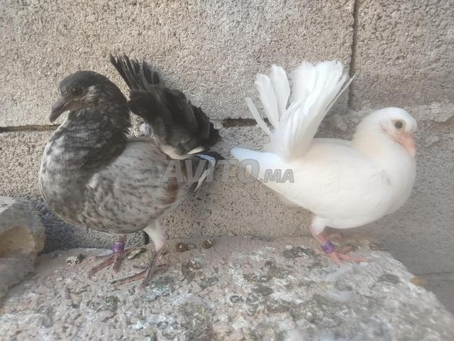Poussins Taoussi