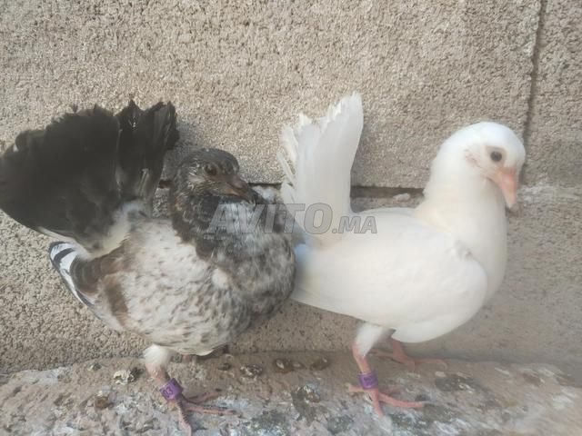 Poussins Taoussi - 2