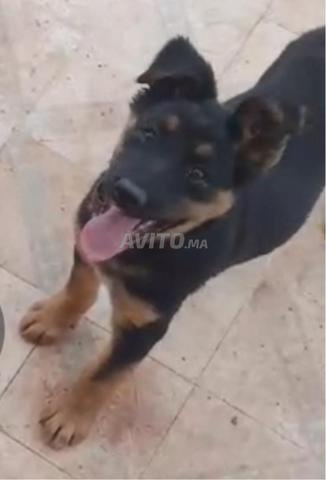Magnifique chiot Berger 3 mois Femelle - 2