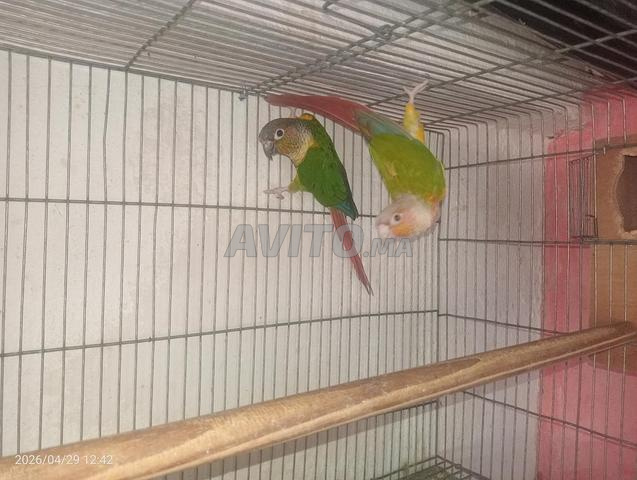 Molina conure - 2