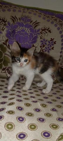 Chats à adopter