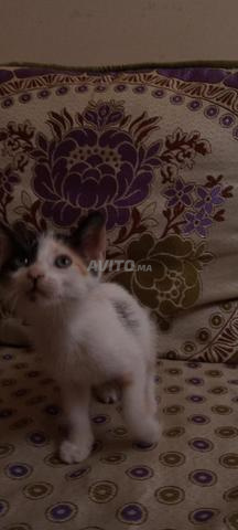 Chats à adopter - 2