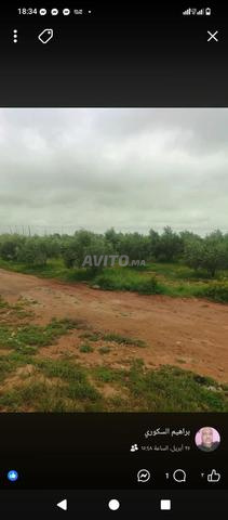Ferme 15 hectares à vendre à Lamzoudia