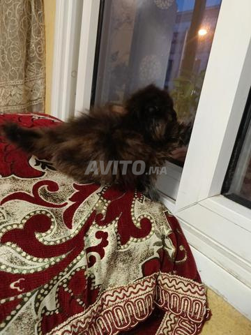 Chaton femelle Persan 2 mois - 2