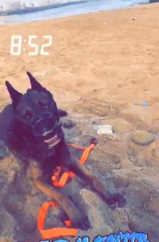 Mâle Malinois Charboni bon - 2